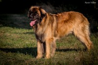 /album/aslan-zodiac/img-7135s-jpg/