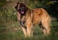 /album/aslan-zodiac/img-7149s-jpg1/